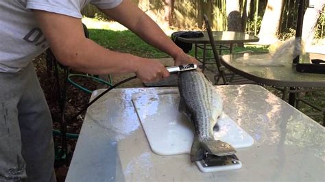 homemade electric fish scaler